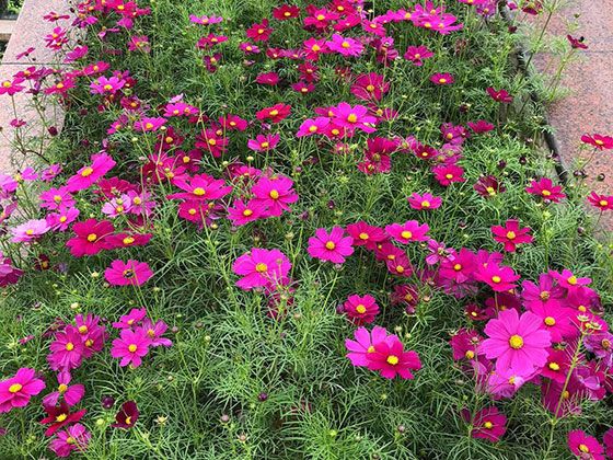 张掖仿真花批发/鲜花,酒店植物摆设设计,服务精美